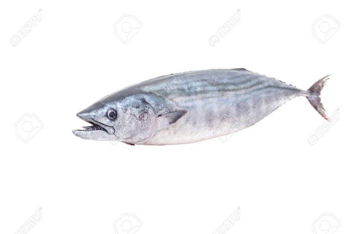 110352834 the atlantic bonito sarda sarda is a large mackerel like fish of the family scombridae on white back