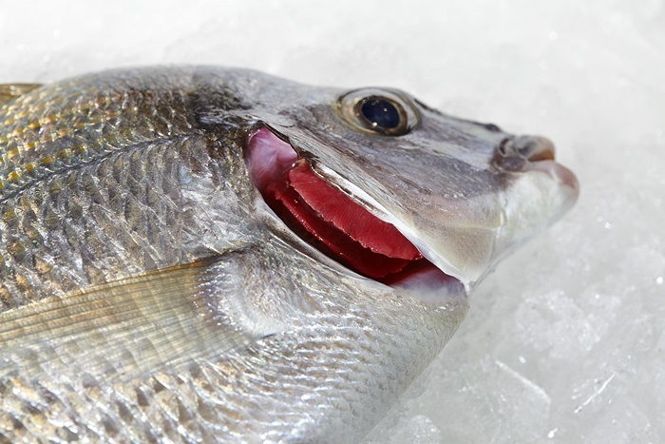 Consells per a la compra del peix fresc